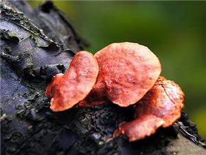 【源宇生物科技】為什么破壁靈芝孢子粉小孩不能吃？