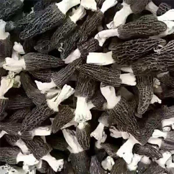 羊肚菌